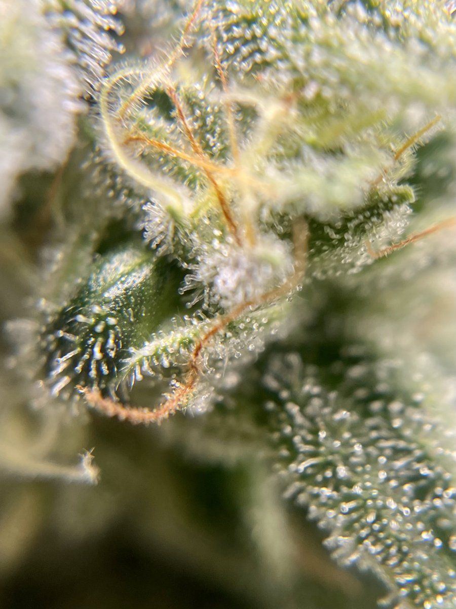 Is there any consensus on flushing in coco when to start flush 3