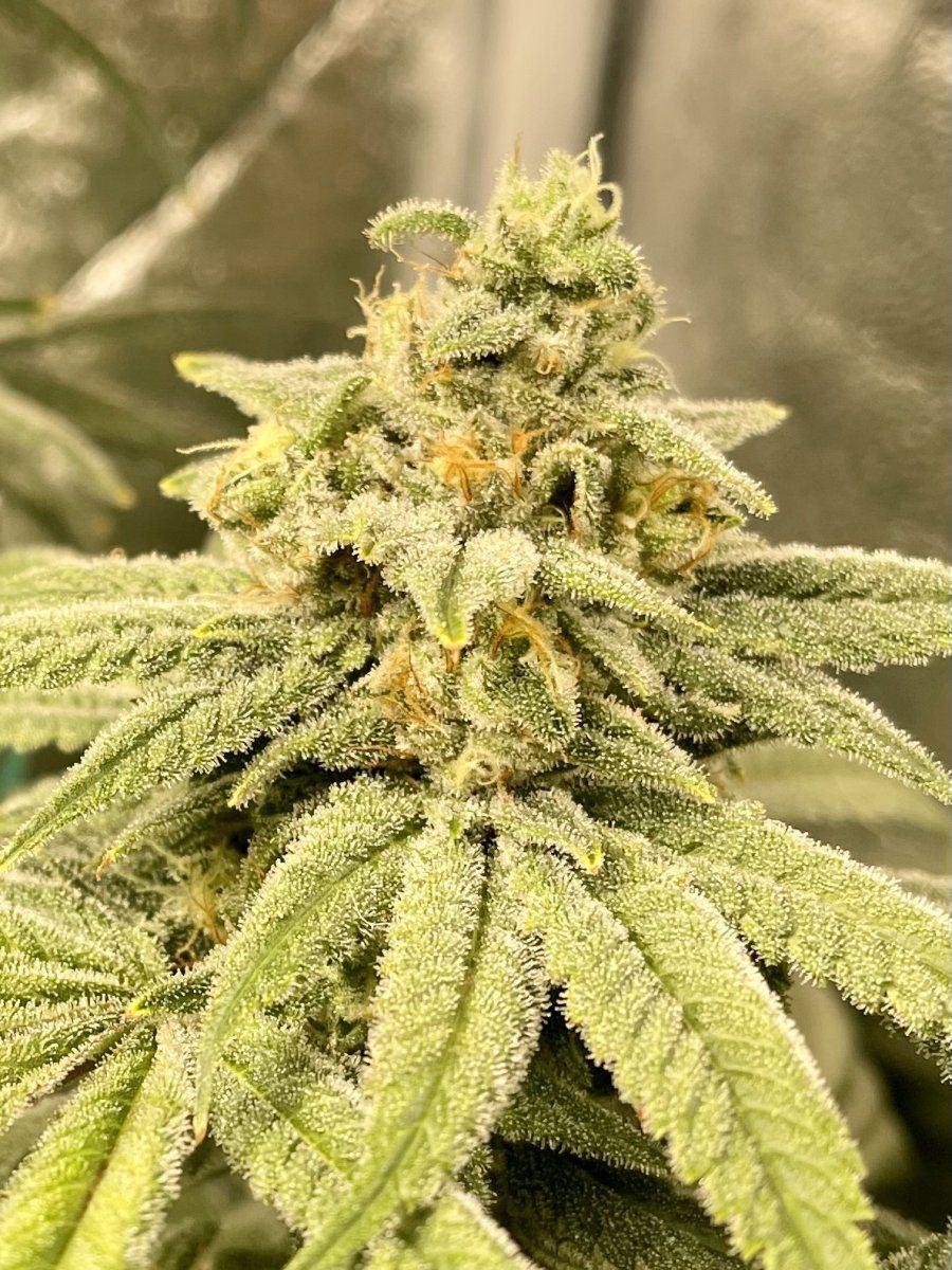 Is there any consensus on flushing in coco when to start flush 5