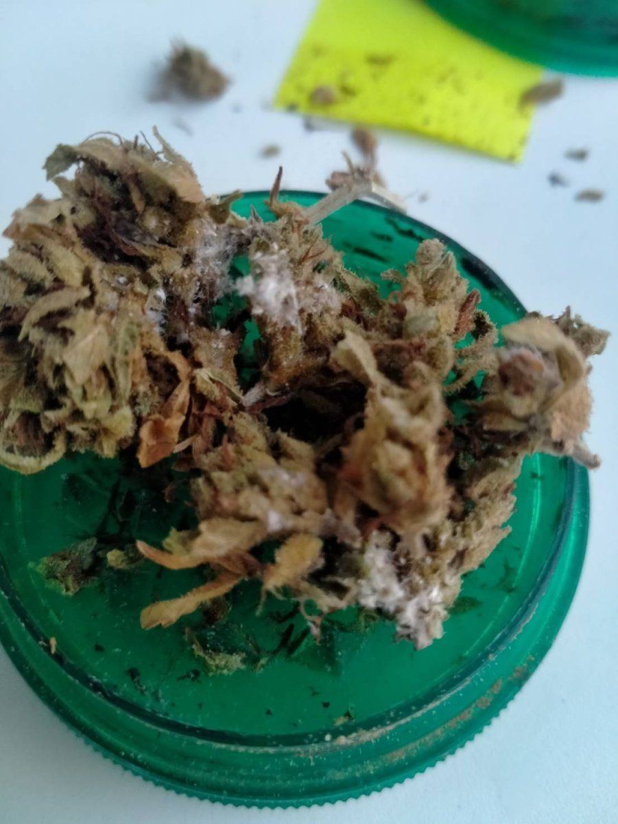 Is there any way to salvage moldy bud