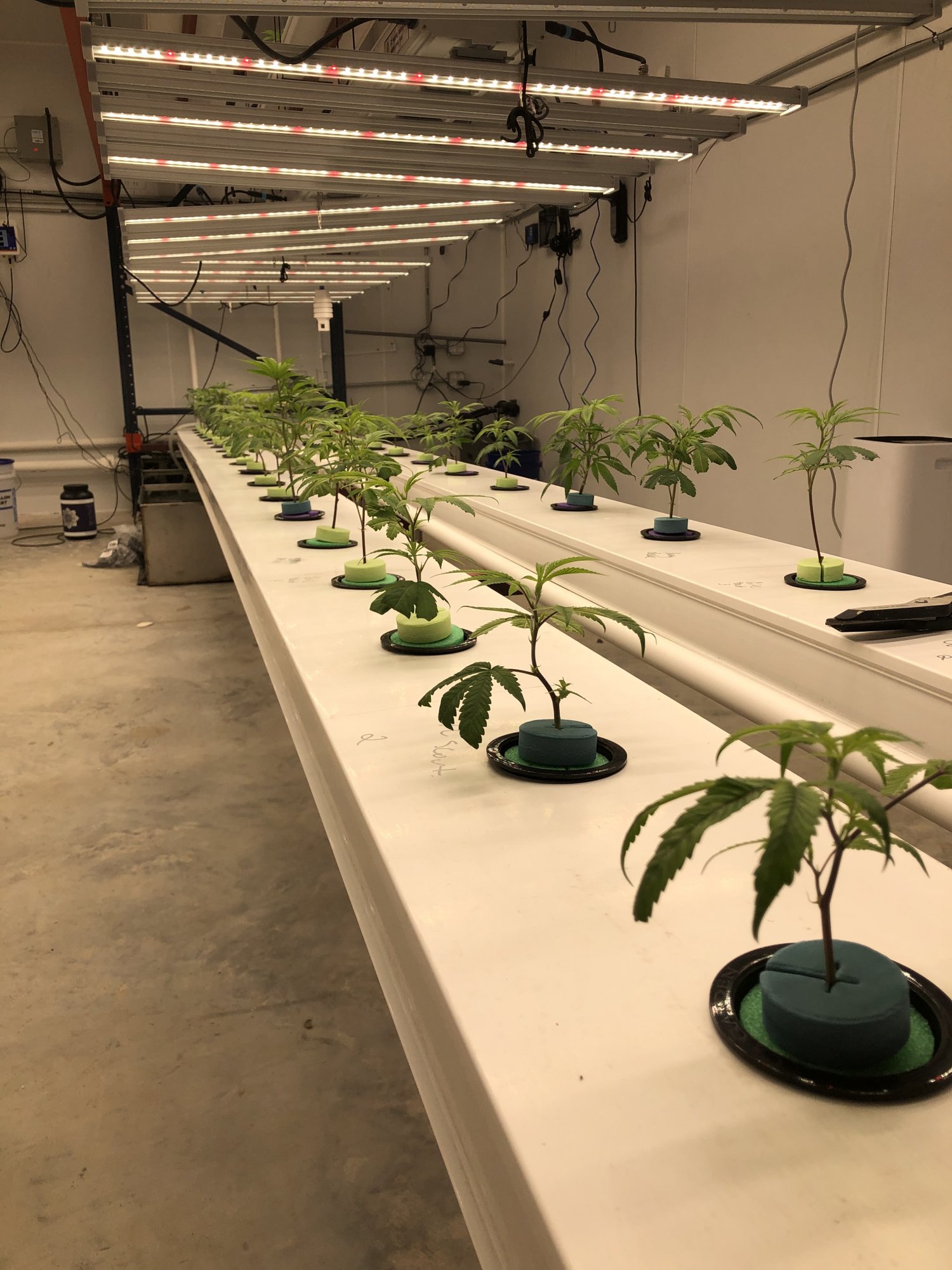 www.thcfarmer.com