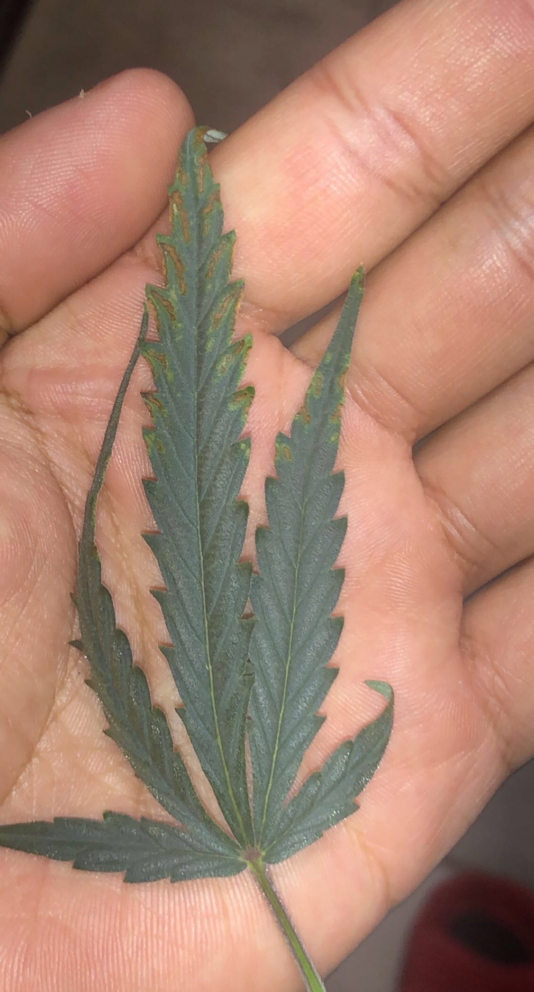 Is this a calcium deficiency 2