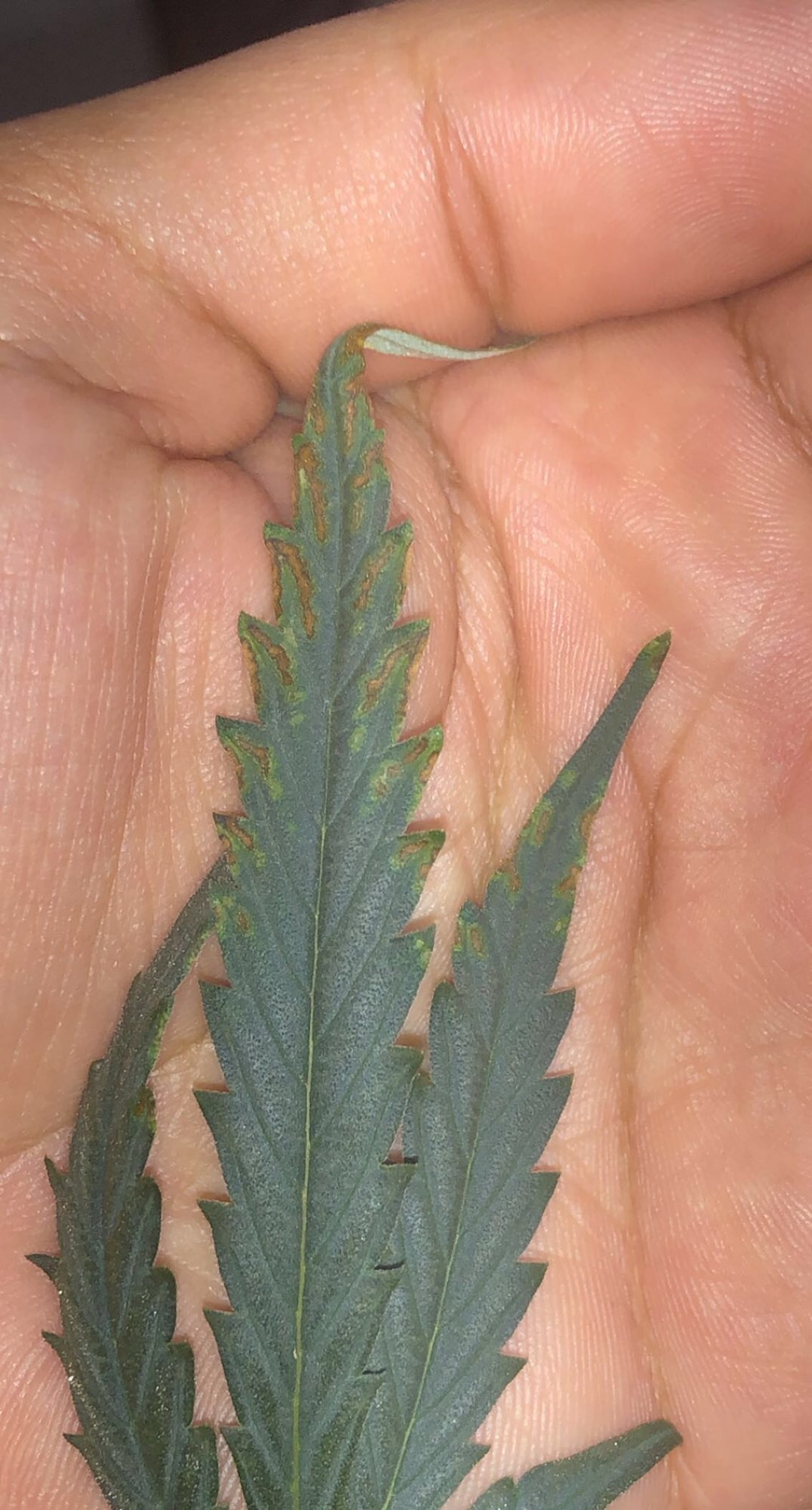 Is this a calcium deficiency