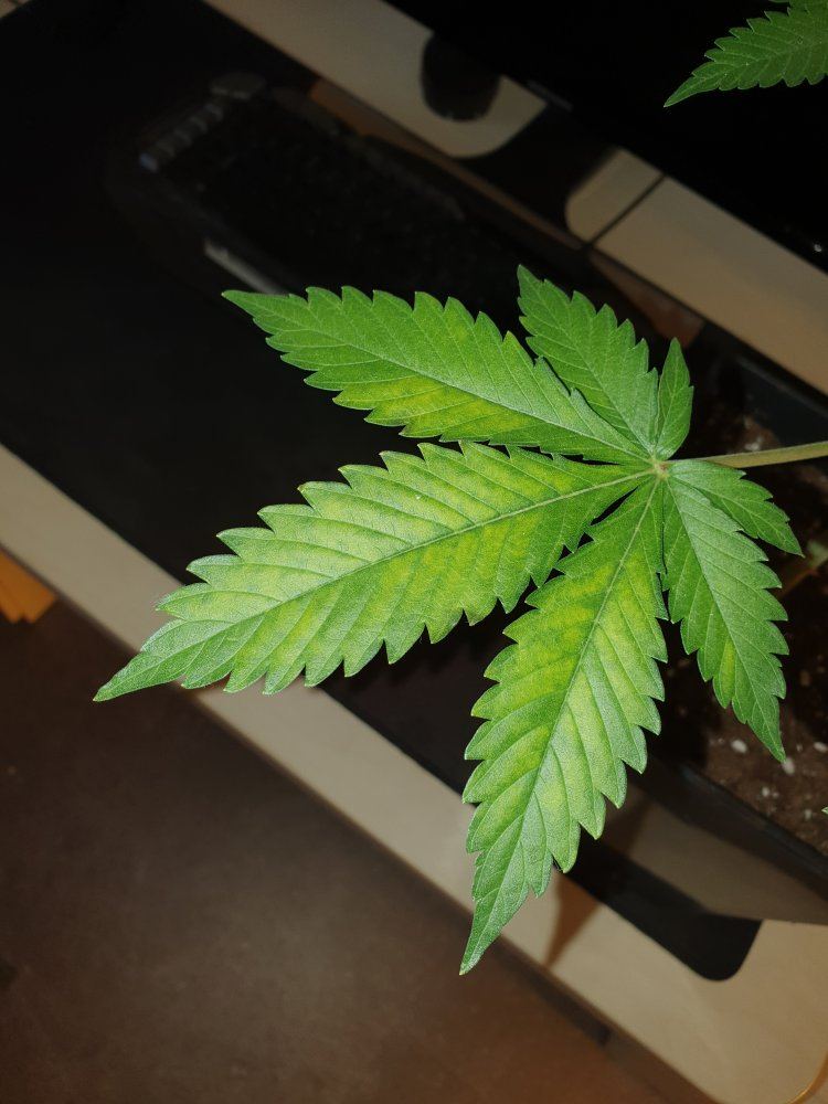 Is this a deficiency 3