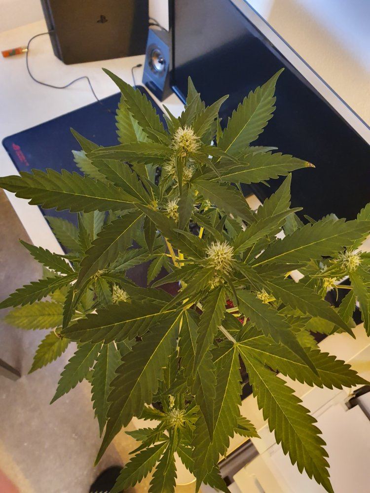 Is this a deficiency 5