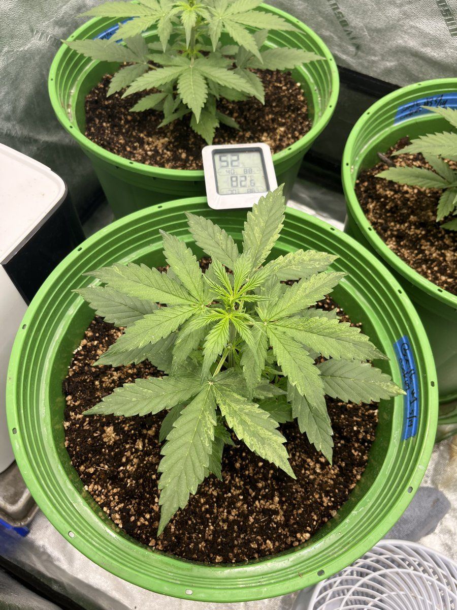 Is this a deficiency or tmv