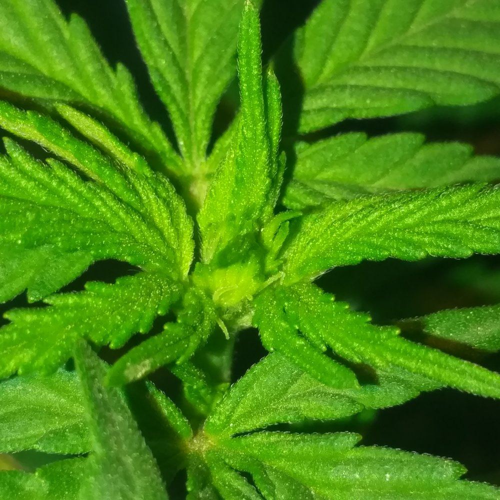 Is this a female plant 2