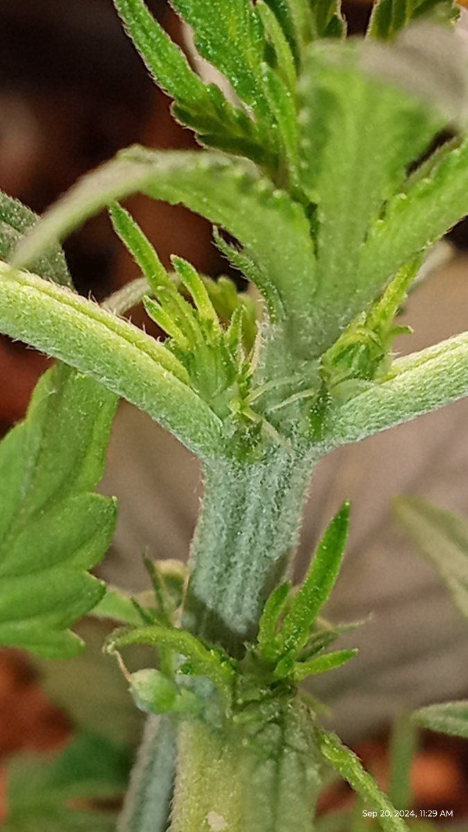 Is this a herm or not 3