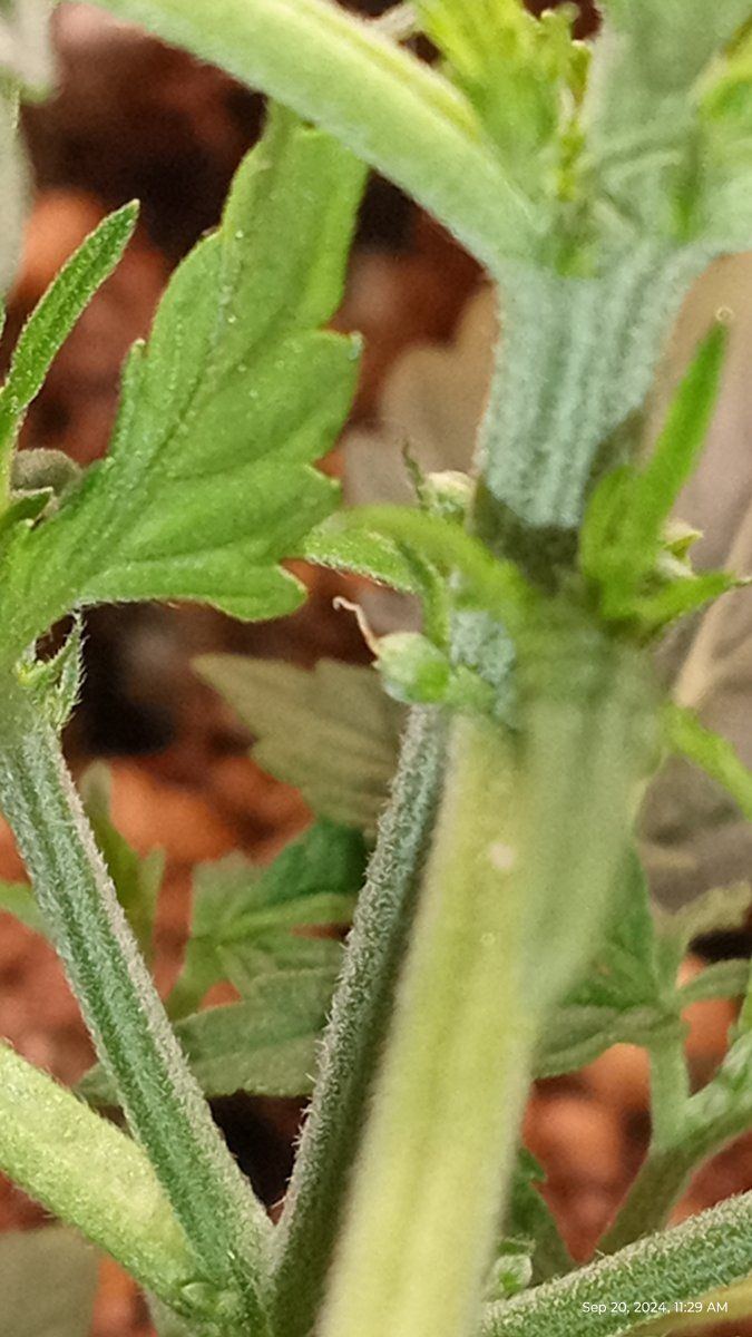 Is this a herm or not 4
