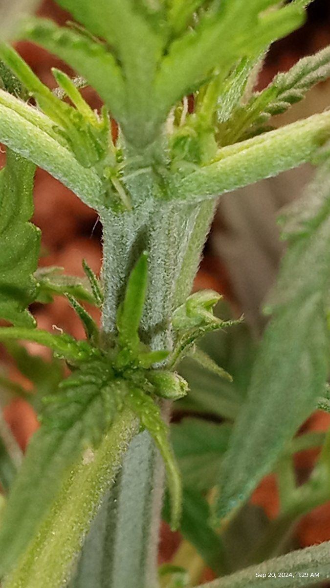 Is this a herm or not 5