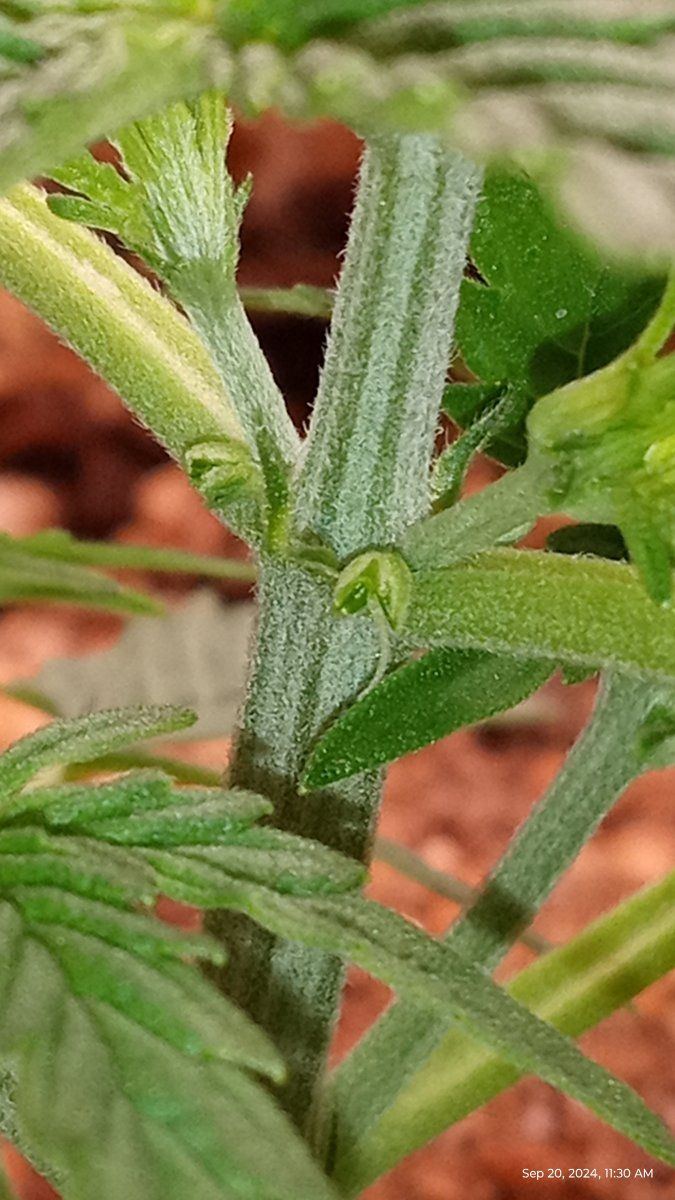 Is this a herm or not 6
