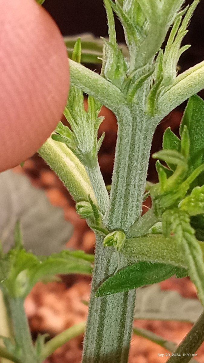 Is this a herm or not 7