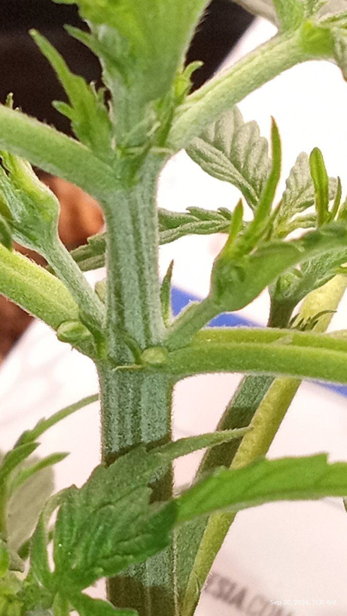 Is this a herm or not 8