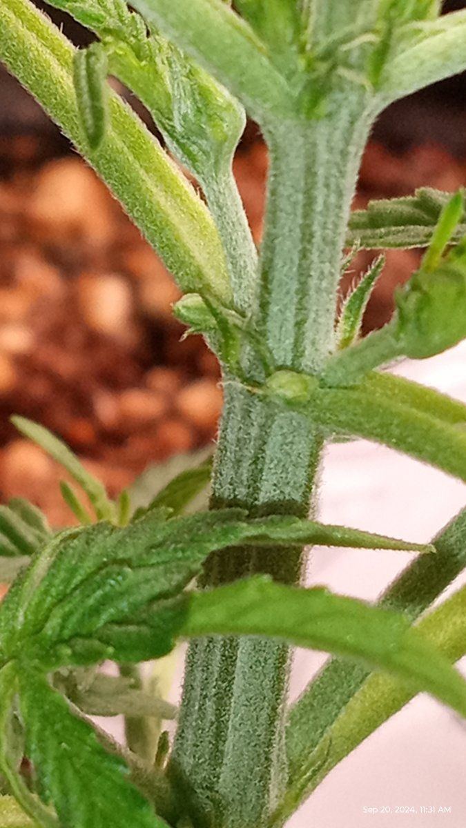 Is this a herm or not 9
