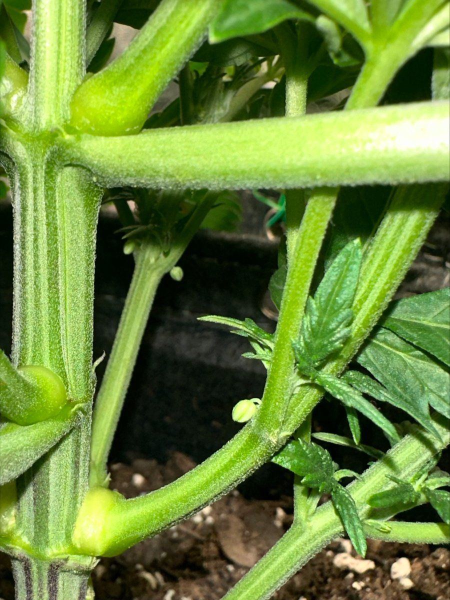 Is this a hermaphrodite i think it is 3