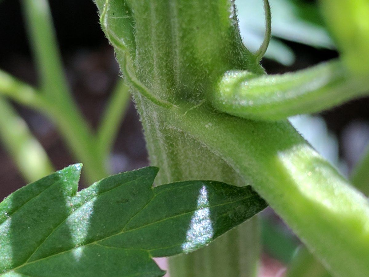 Is this a hermie plant 3