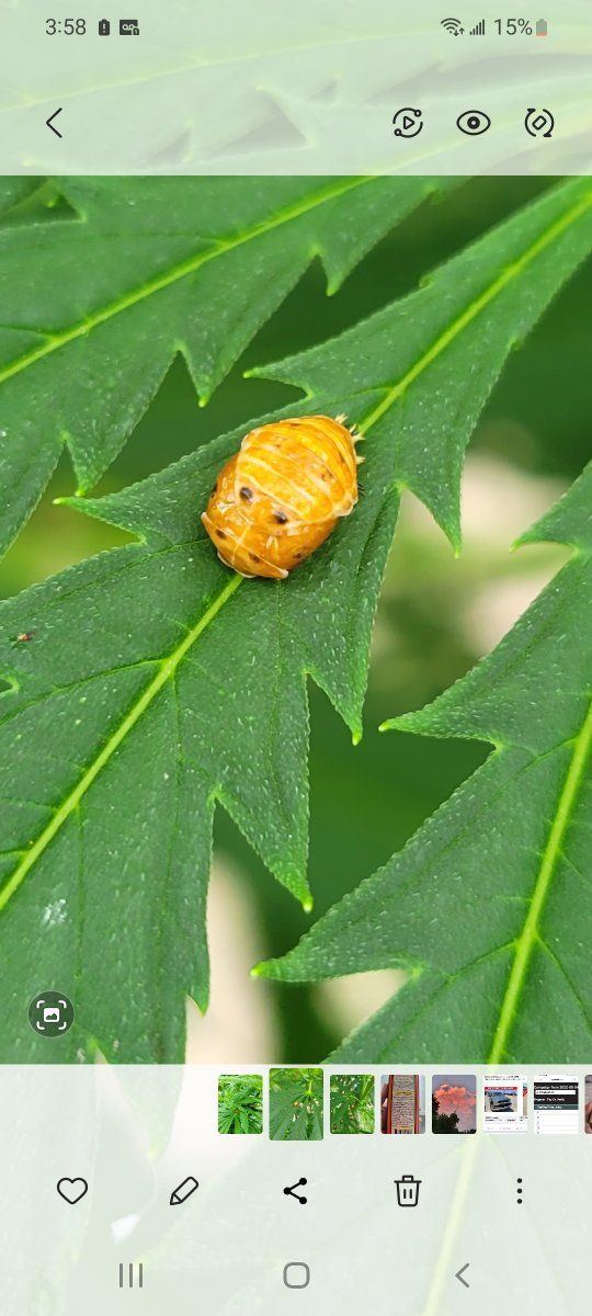 Is this a lady bug