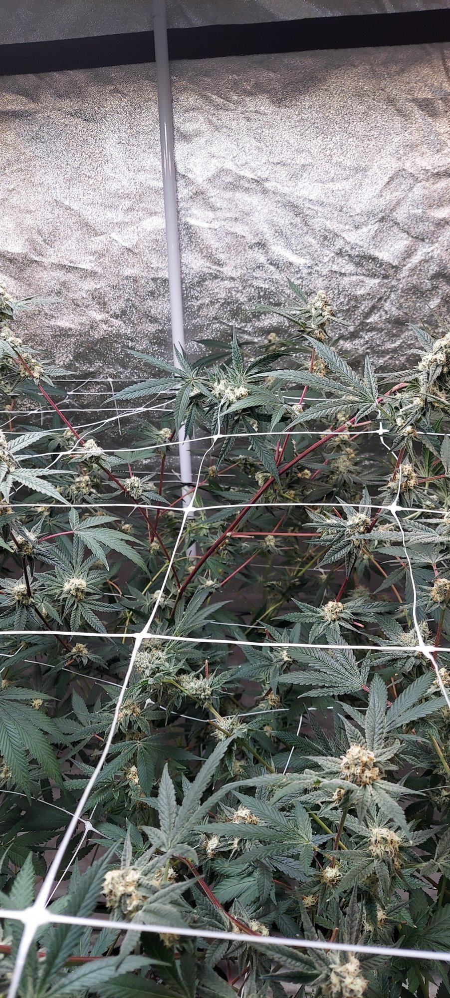 Is this a magnesium deficiency
