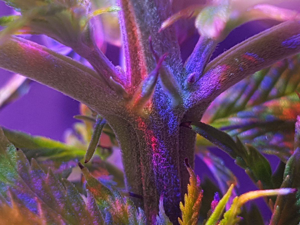 Is this a male or female plant