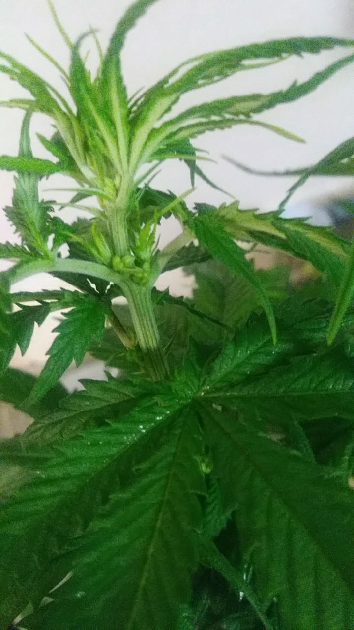 Is this a male plant 2