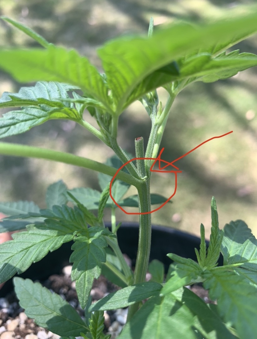 Is this a male plant 3