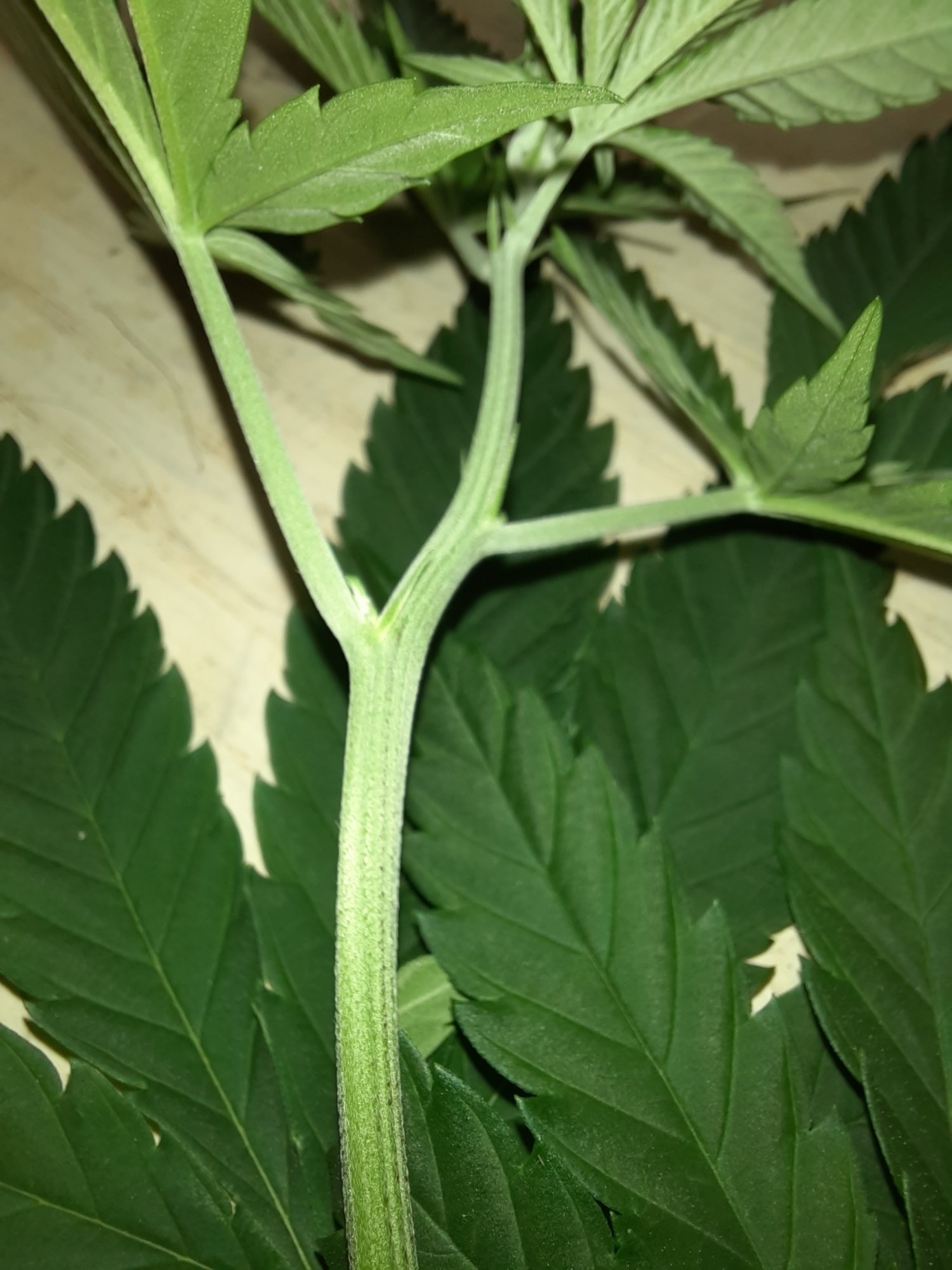 Is this a male plant 4