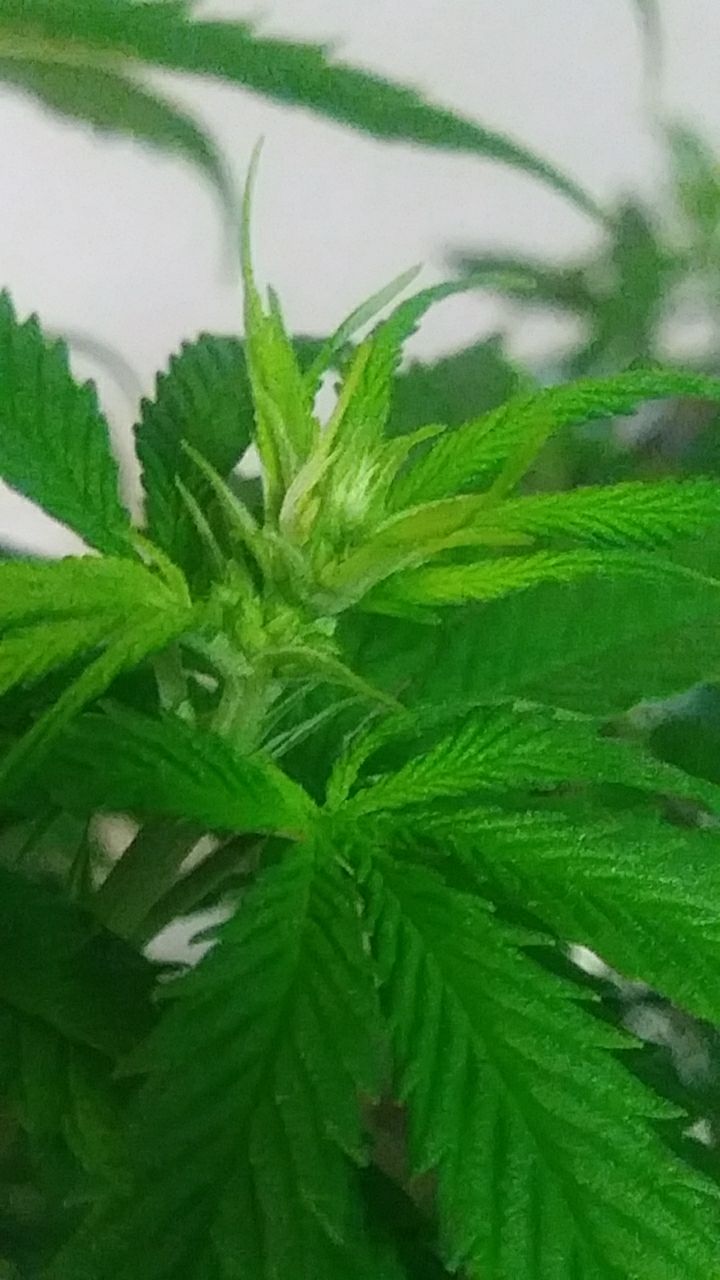 Is this a male plant