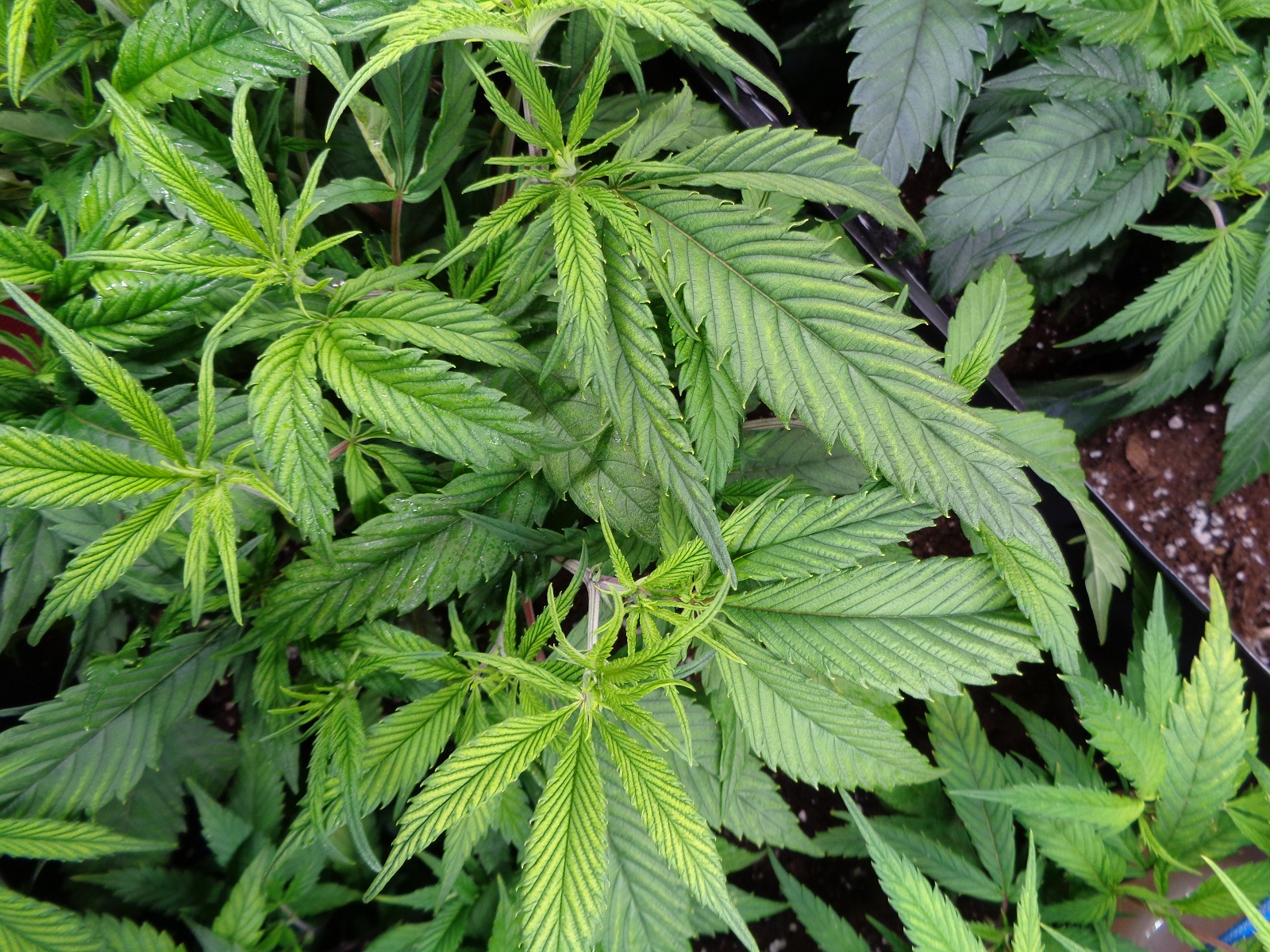 Is this a n deficiency 2