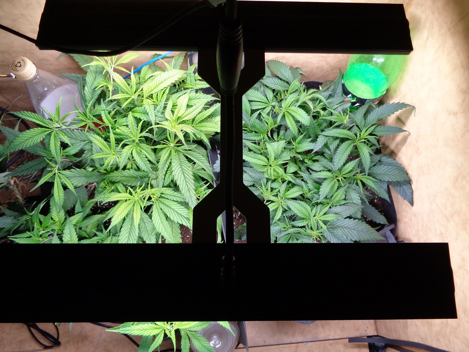 Is this a n deficiency 4