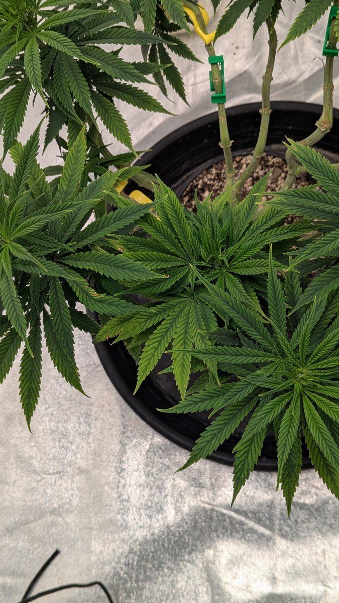 Is this a nitrogen deficiency 3