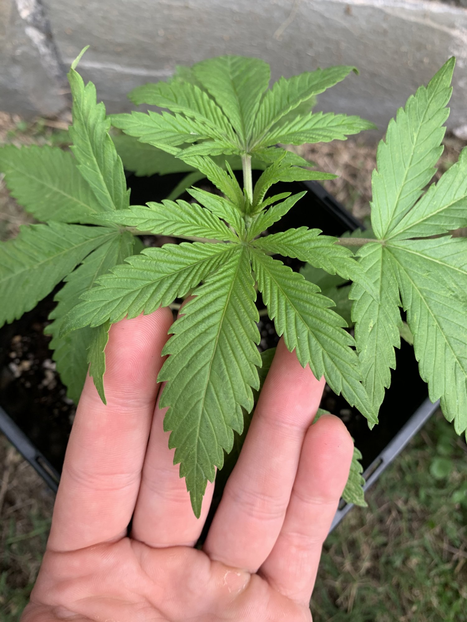 Is this a nute deficiency 2
