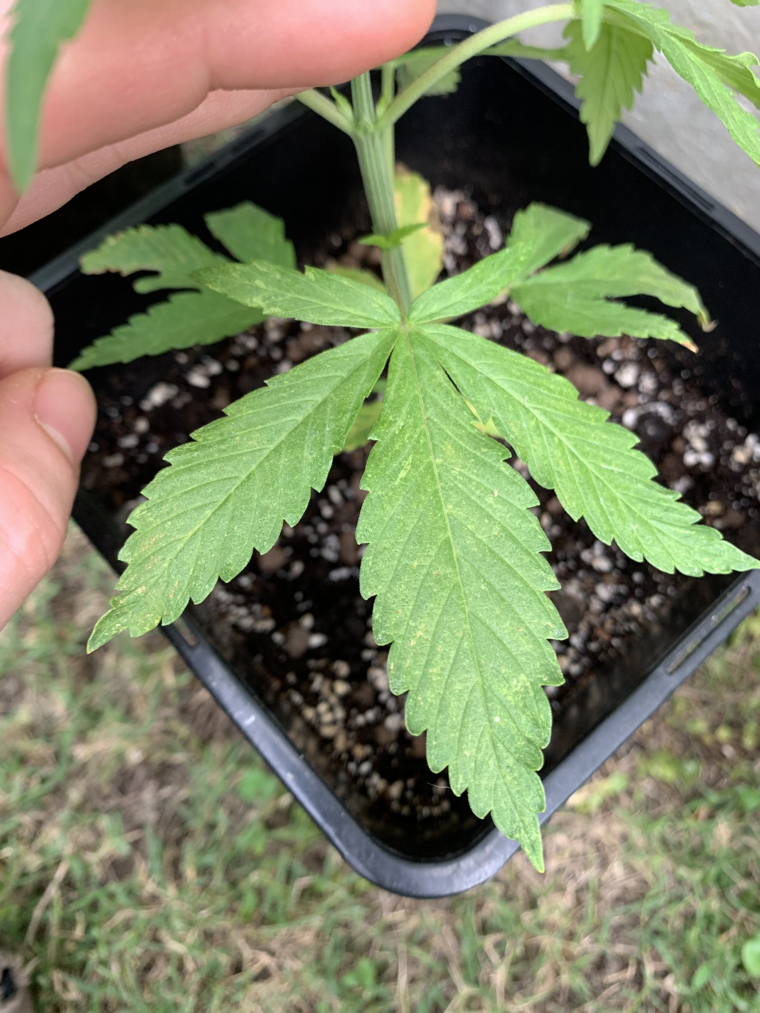 Is this a nute deficiency 4