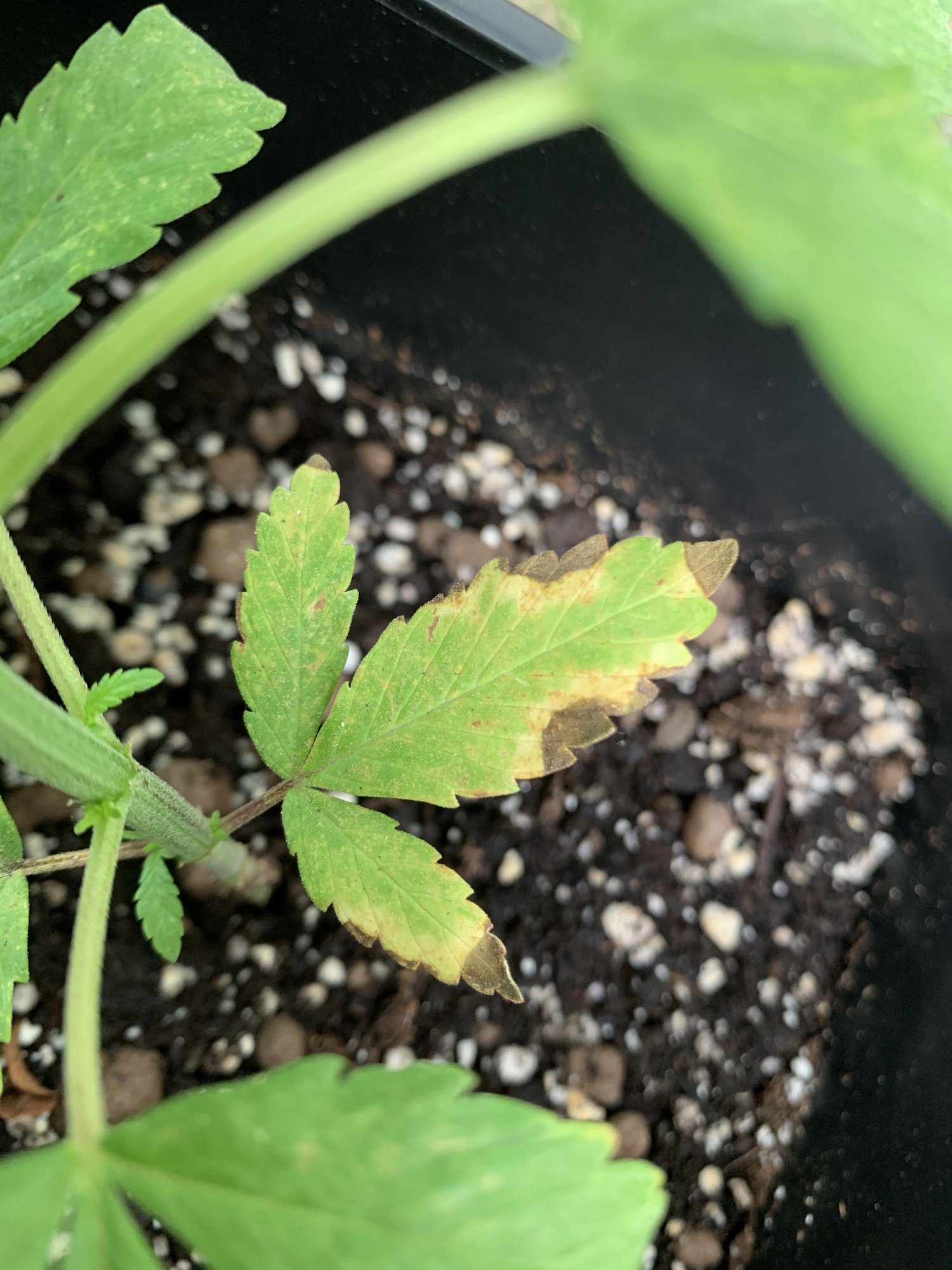 Is this a nute deficiency 5