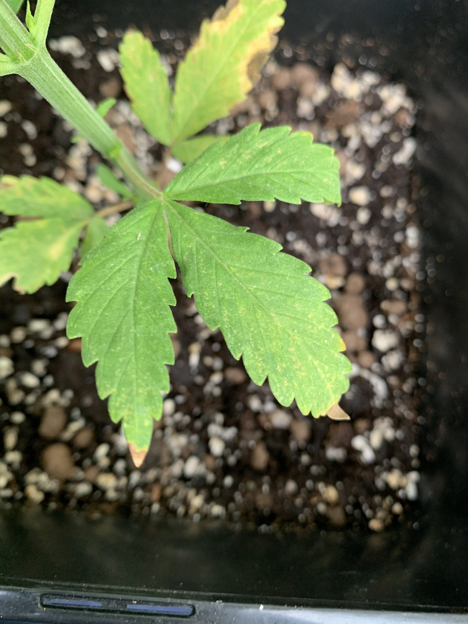 Is this a nute deficiency 6