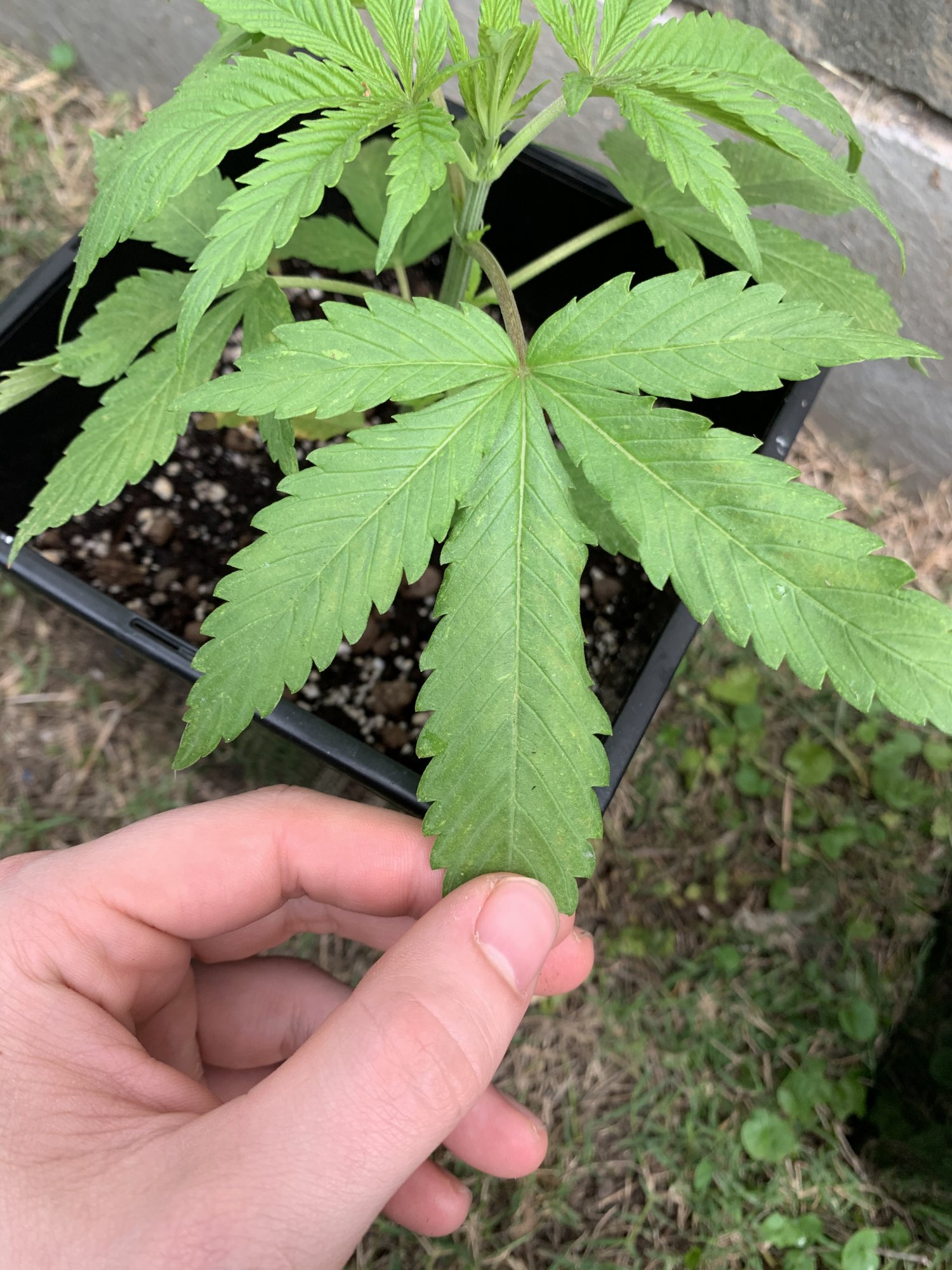 Is this a nute deficiency