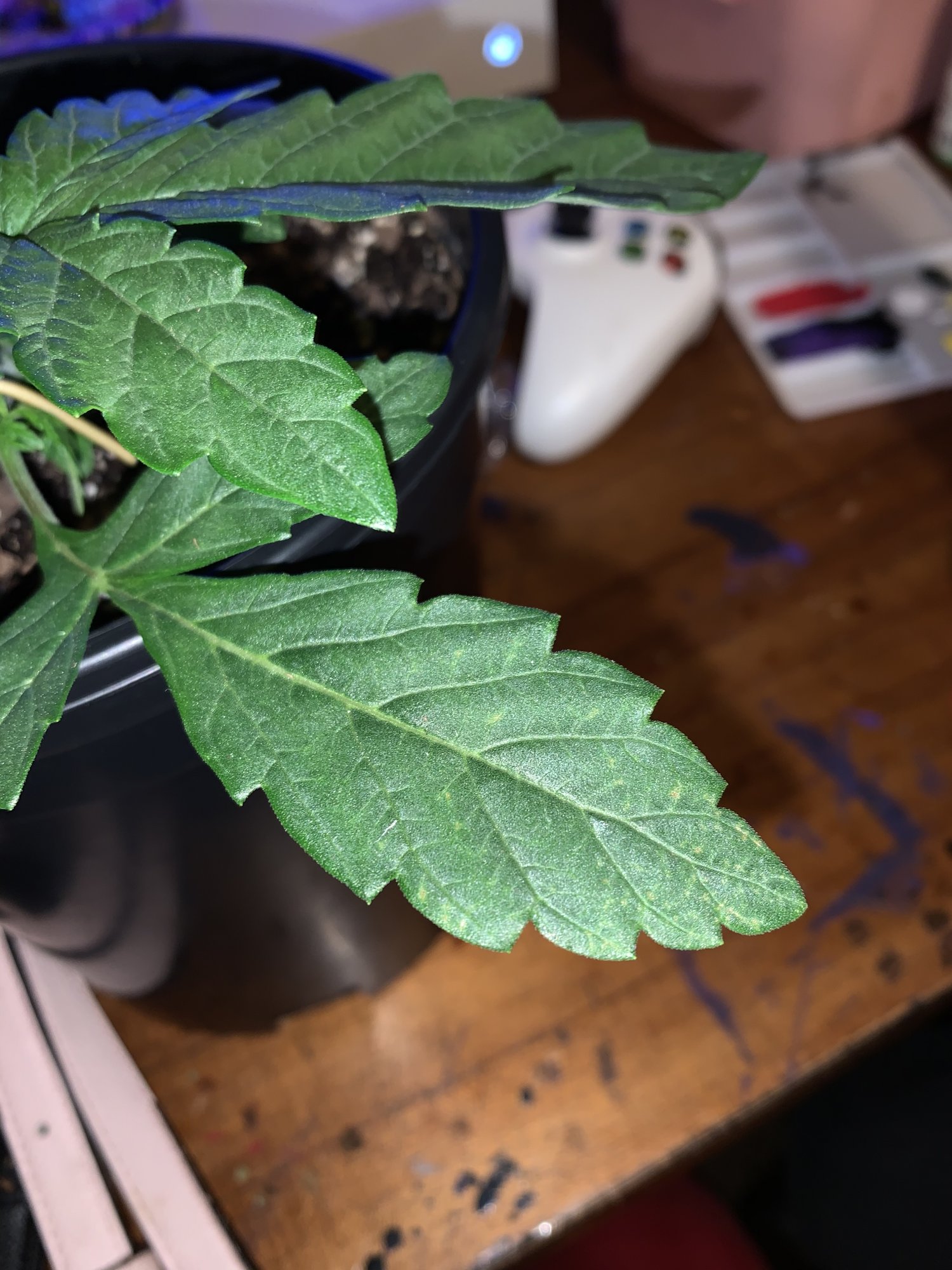 Is this a nute deficiently  help