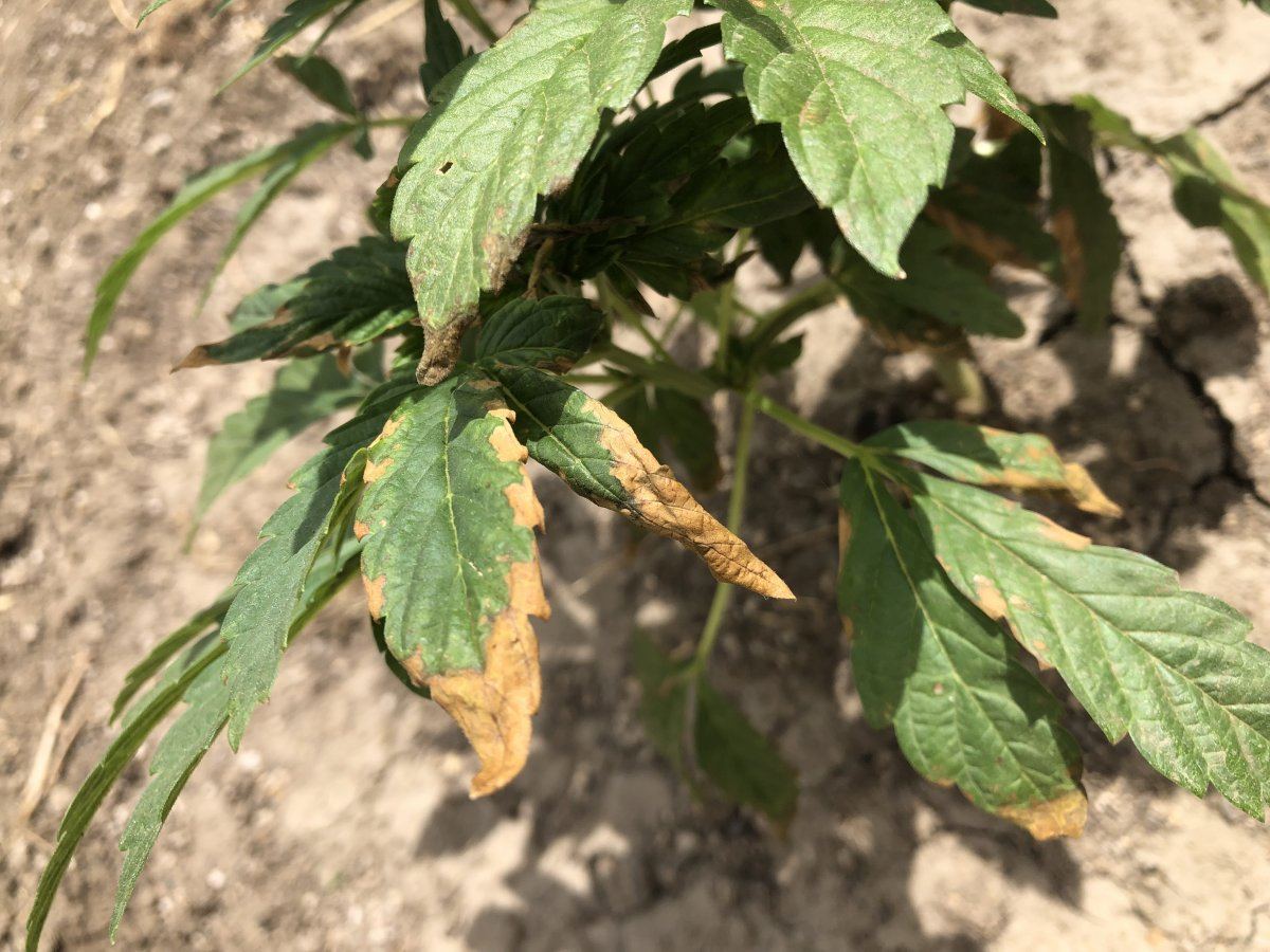 Is this a nutrient deficiency