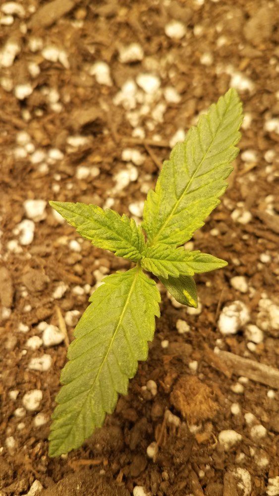 Is this a nutrient deficiency or a lighting issue