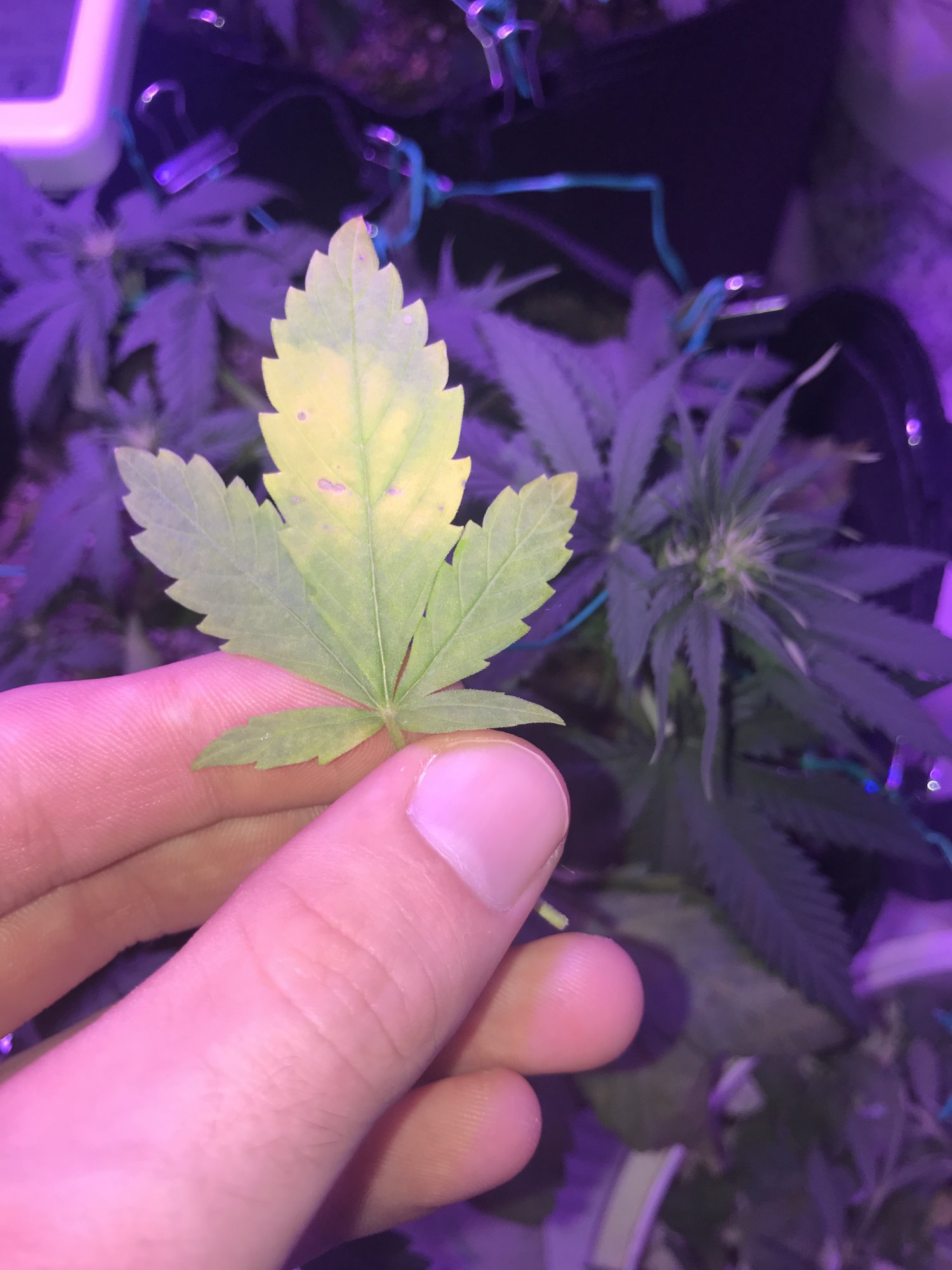 Is this a nutrient deficiency ww auto 2