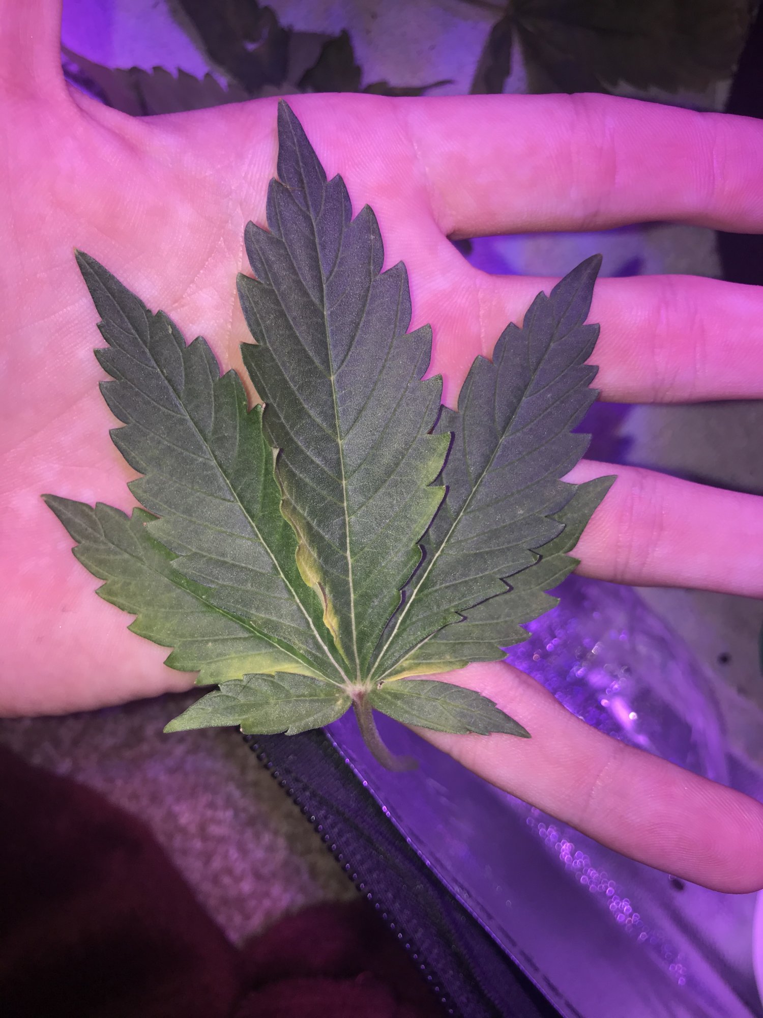 Is this a nutrient deficiency ww auto