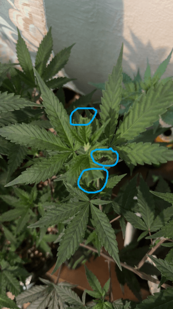 Is this a nutrient problem or 4