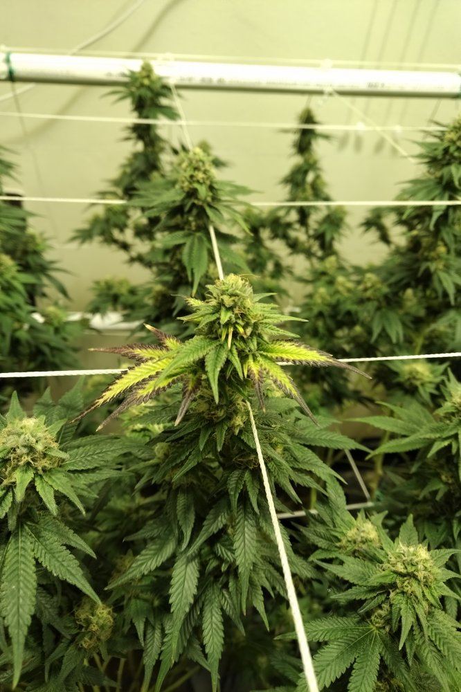 Is this a phosphorous deficiency nitrogen toxicity 3