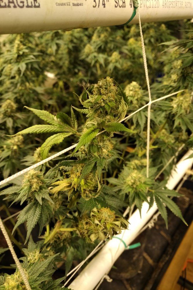 Is this a phosphorous deficiency nitrogen toxicity 4