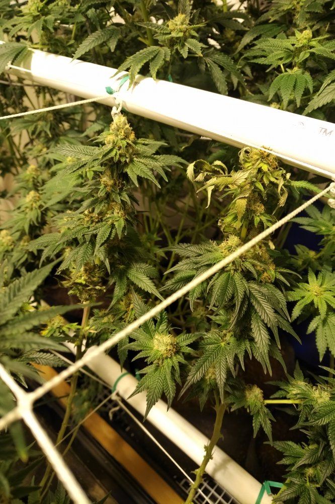 Is this a phosphorous deficiency nitrogen toxicity 5