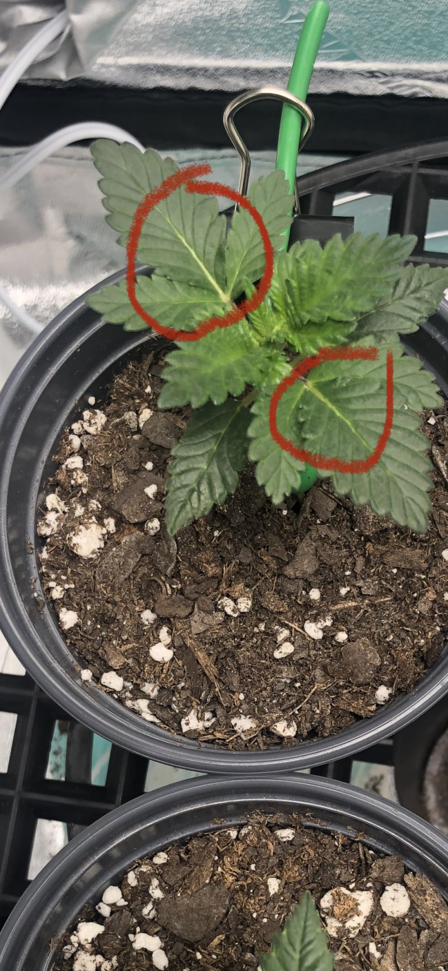 Is this a possible deficiency