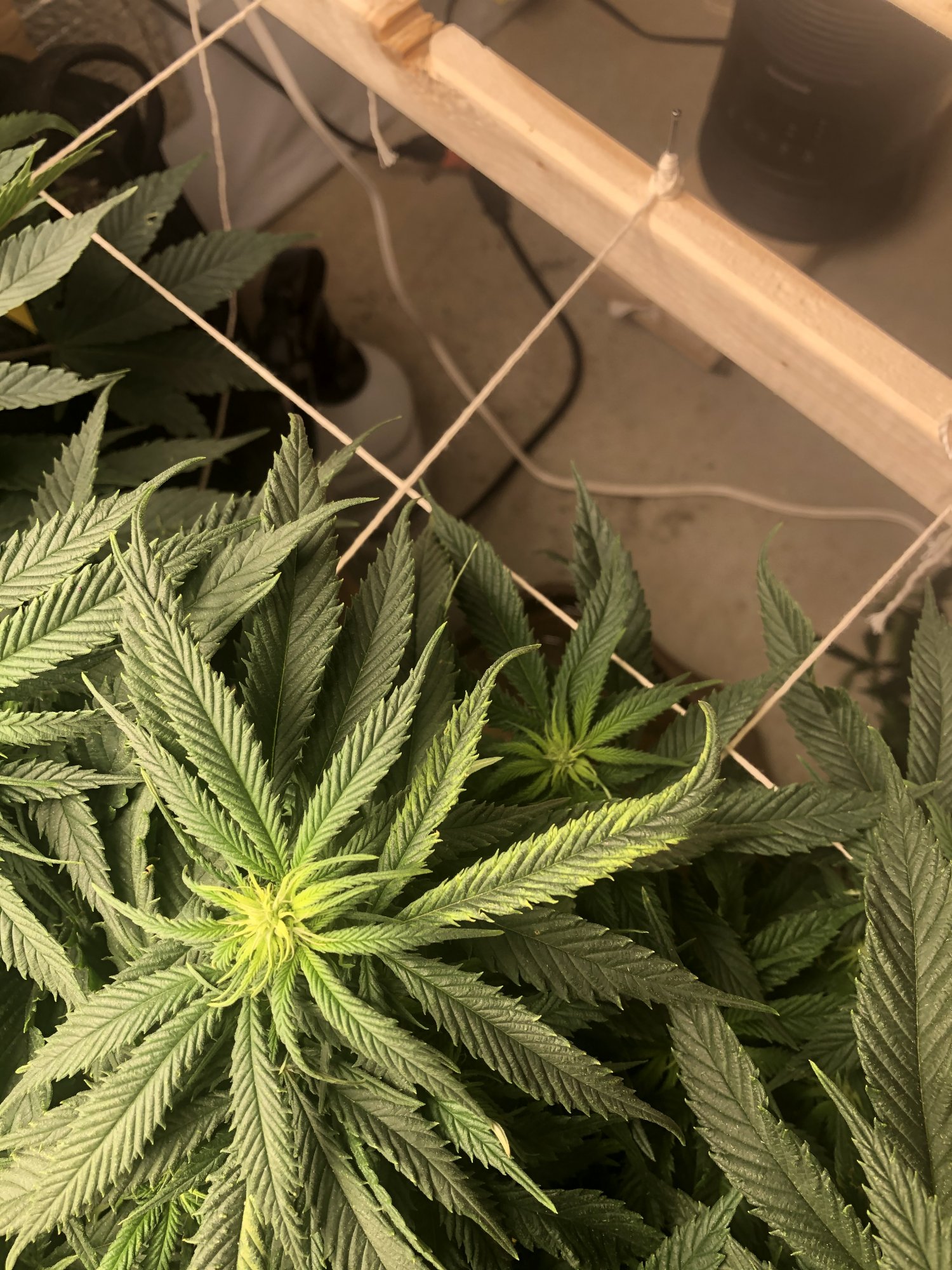 Is this a possible potassium deficiency or light  issue 2