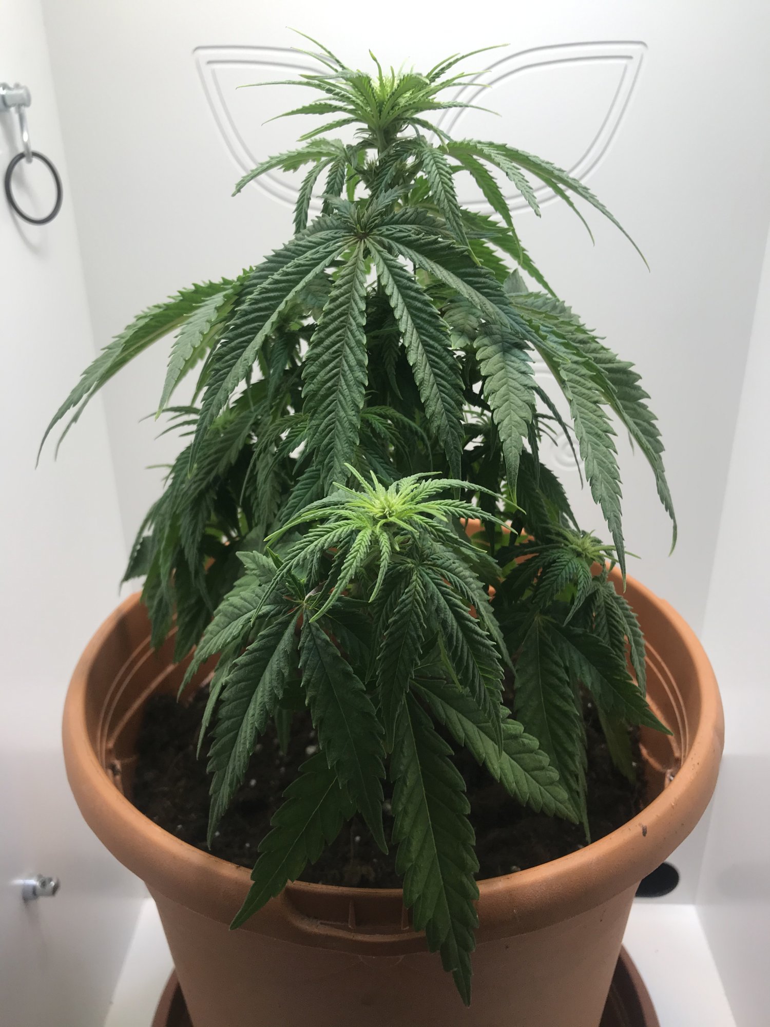 Is this a root issue nute deficiency or something else 2
