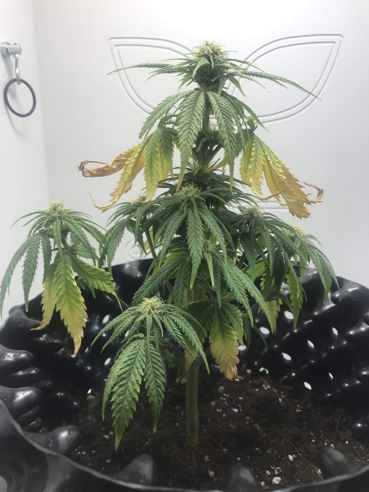 Is this a root issue nute deficiency or something else 3