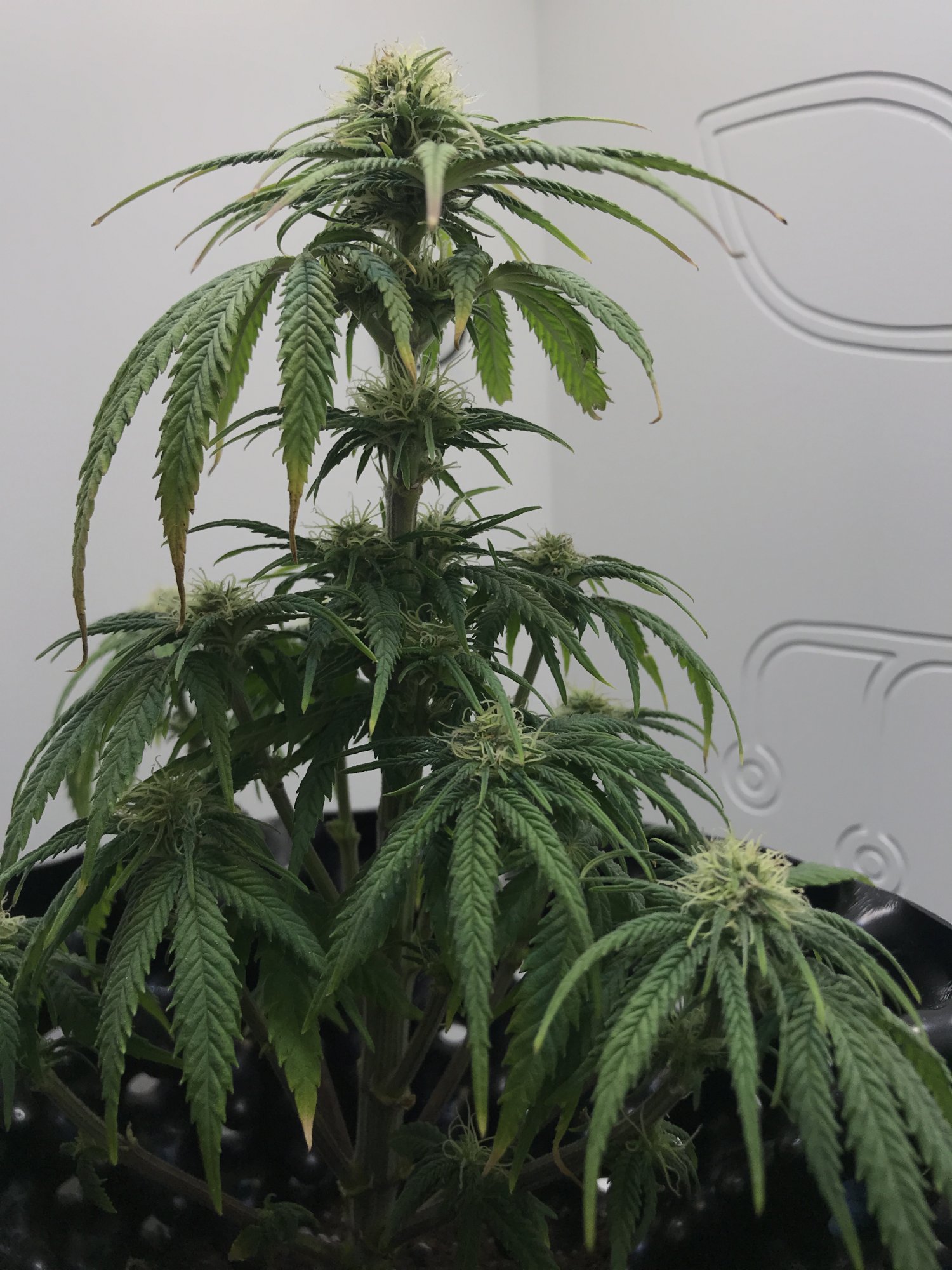 Is this a root issue nute deficiency or something else 4