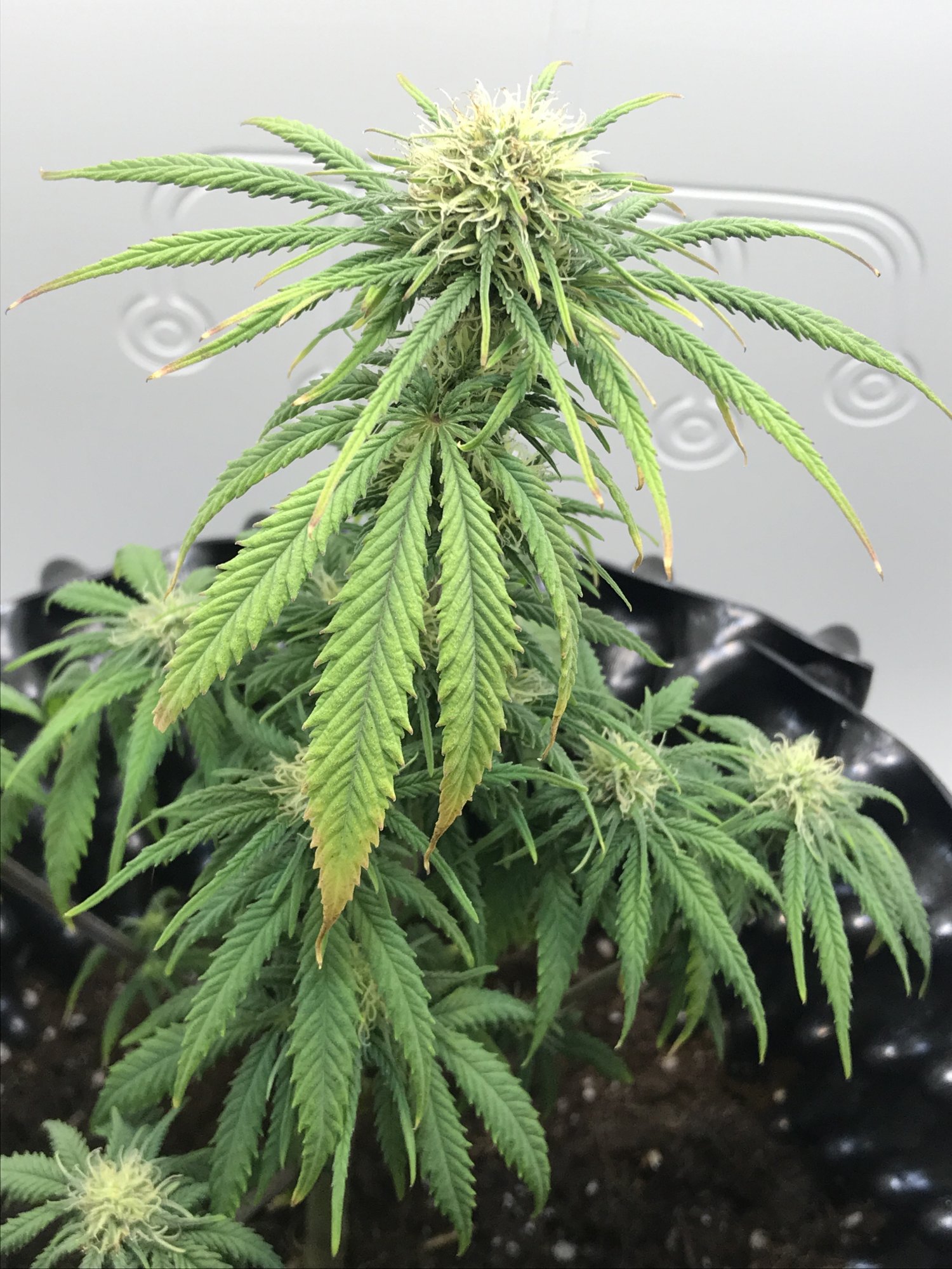 Is this a root issue nute deficiency or something else 5