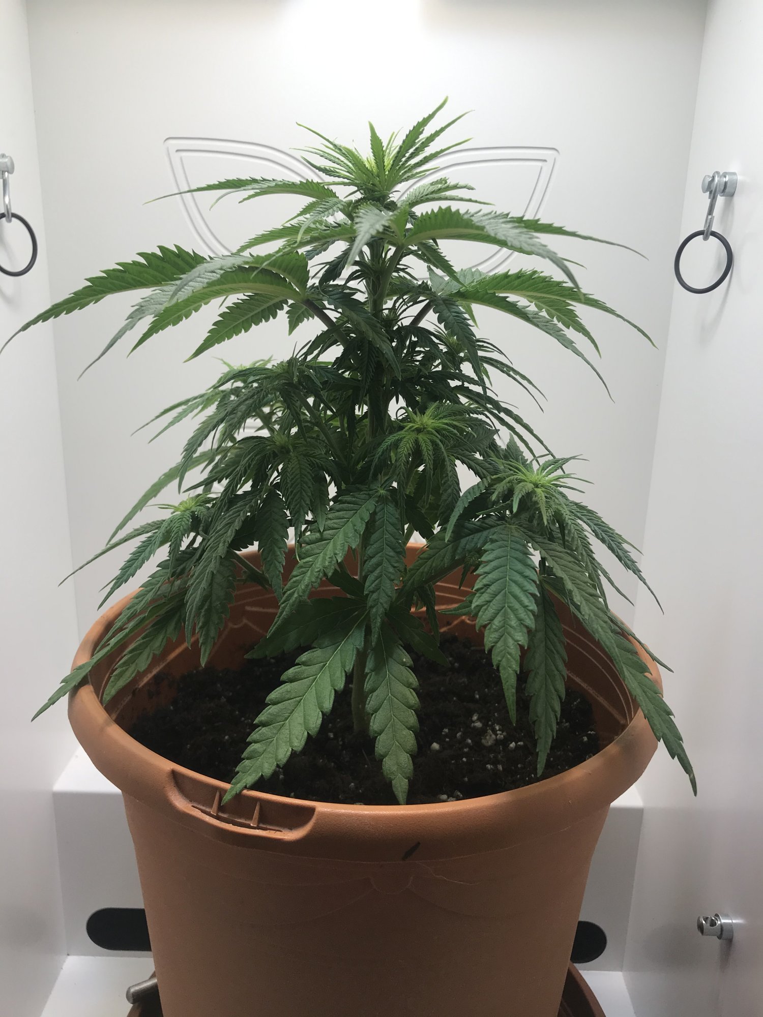Is this a root issue nute deficiency or something else